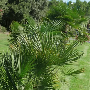 Hardy Fan Palm Chamaerops humilis 60-80cm - Picture 1 of 4