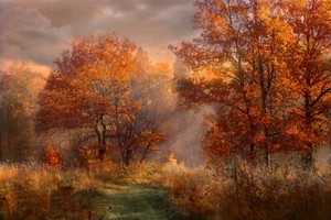 Fotomurale TESSUTO NON TESSUTO FORESTA-(3792S)-Querce Rosse Alberi Radura Sole Paesaggio Natura - Foto 1 di 1