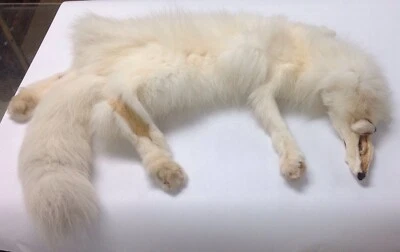 Piel de zorro blanco real Foto 1 de 4