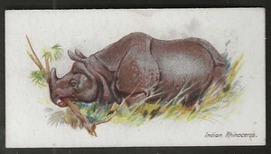 PLAYERS-WILD ANIMALS OF THE WORLD 1901 (WIDE BRANCH)-#28- INDIAN RHINOCEROS 