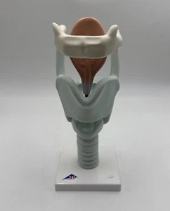 3B Scientific VC219 Functional Human Larynx Model, 3 times Full-Size Anatomical - Picture 1 of 5