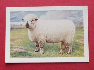 SPIELER ZIGARETTENKARTE BRITISH LIVE STOCK NO23 BLAUE RÜCKSEITE - Bild 1 von 2