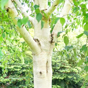Betula utilis 'Grayswood Ghost' | Himalayan Birch Tree | Ornamental Tree | 5-6ft - Picture 1 of 8