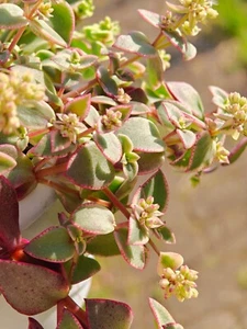 CRASSULA PELLUCIDA MARGINALIS Variegated cutting succulent unrooted 3*5cm UK - Picture 1 of 6
