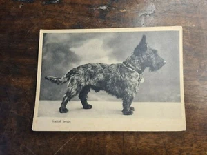 CARTOLINA CANE SCOTTISH TERRIER  - Picture 1 of 2