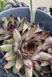 Sempervivum Café - Bild 1 von 1