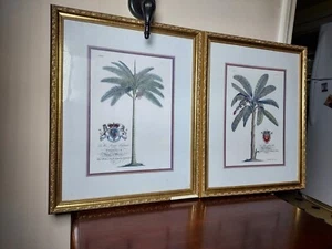 Pair of Tropical Botanical Plate Lithographs G.D. Ehret - Picture 1 of 8