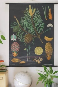VINTAGE | SCHULWANDKARTE KIEFER PINE JUNG KOCH QUENTELL | SCHOOL WALL CHART - Bild 1 von 16