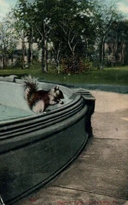 Squirrel Billy In Park Harrisburg Pennsylvania PA Animal Postcard 1857 - Picture 1 of 2
