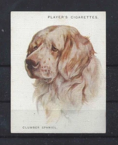 1928 UK Arthur Wardle Dog Art Head Study Player Cigarette Card CLUMBER SPANIEL - Picture 1 of 1