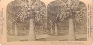 Antique Photo Coconut Trees in Florida Underwood Stereoscope Stereoview - Picture 1 of 2