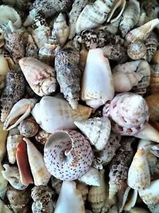 SEASHELLS MIXED PACK 1kg . Beach home coastal decor. Art Craft wedding - Picture 1 of 3