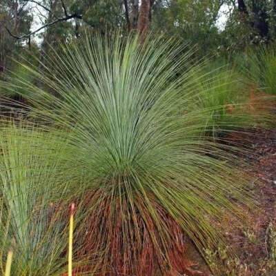 GRASS TREE 10 SEEDS XANTHORRHOEA RESINOSA NATIVE LONG FLOWERING FOCAL POINT - Image 1 of 3
