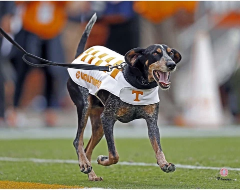 Tennessee Volunteers Unsigned Smokey Running Photograph Cover