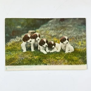 Tucks Postal Spaniel Cachorros Expectativa De Colección Perro Arte Inglaterra Sin Usar - Imagen 1 de 7