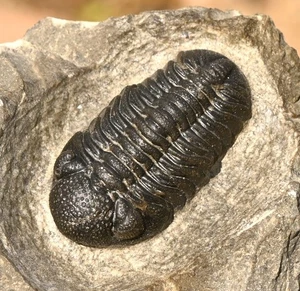 Trilobite Fossil, Phacops sp, from Morocco #2 - Picture 1 of 6