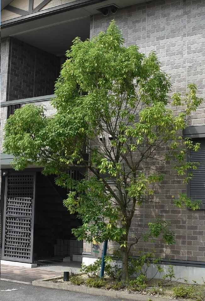 chinesische Ulme Bäume Bonsai für den Blumentopf Balkon winterhart exotisch Deko - Bild 1 von 1