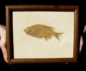 BEAUTIFUL FRAMED CARNIVEROUS PHAREODUS W/ MOUTH FULL OF TEETH - GREAT GIFT IDEA! - Picture 1 of 2