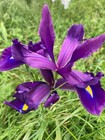 Five Dutch Iris 'Discovery' Bulbs (Free UK Postage)
