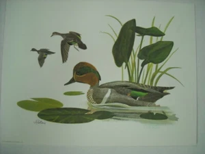Jo Polseno Greenwing Teal Duck Edición Limitada Vida Silvestre Arte Impresión Cabaña Lodge - Imagen 1 de 1