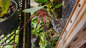 Bulbophyllum Doris Dukes Mature Blooming Sized Orchid - Picture 1 of 5