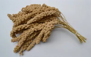 Kolbenhirse Gelb 1Kg - Bild 1 von 1