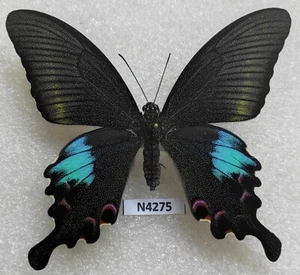 Papilio bianor ganesa 1 F Nepal, Muktinatkhm provice N4275 A1 - Antenna incollata! - Foto 1 di 2