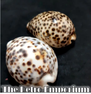 COWRY SHELLS x 2 Cypraea tigris "UNUSUAL BI-COLOUR" - Picture 1 of 8