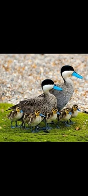 JEEP/KAISER/AMC J10/J20 WAGONEER REPLACEMENT P/No 991625 232 6CYL HEAVY DUTY KIT - Image 1 of 4