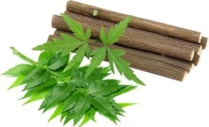 Spazzolino da denti Neem biologico puro bastoncini da masticare per denti sani 20 pz spedizione gratuita - Foto 1 di 3