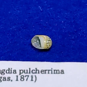 Smaragdia pulcherrima 5mm Nerites Nerita Snail Sea shells - Picture 1 of 2