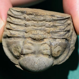 Rare Trilobite - Wolfartaspis cornutus - Devonian Trilobite Fossil - Bolivia - Picture 1 of 10