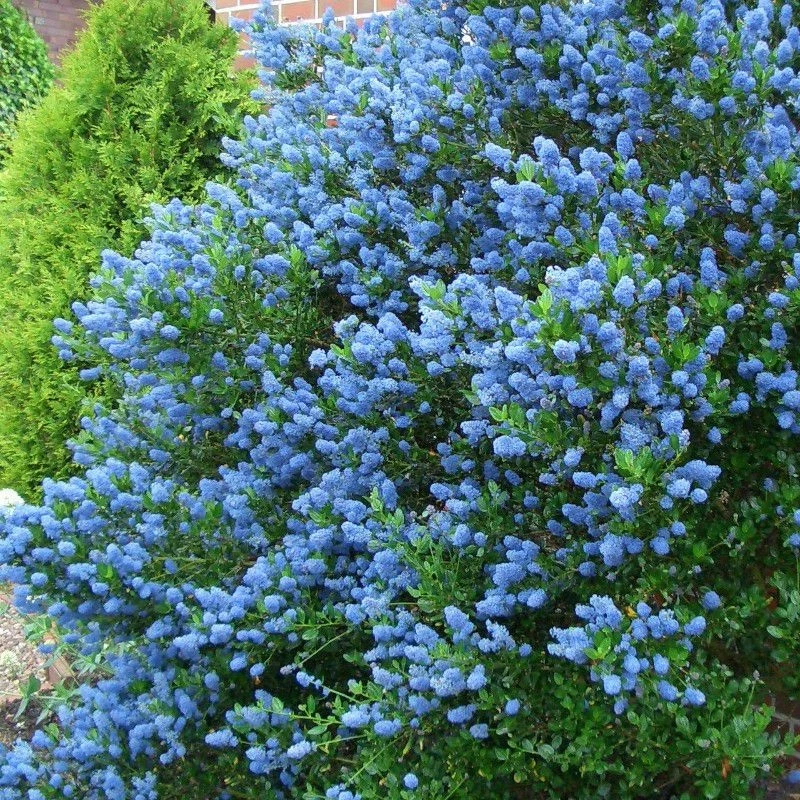 MESARBUSTES.COM Ceanothus thyrsiflorus 'Victoria' - Céanothe bleue - Lilas de Californie persist