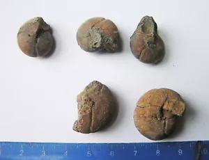 Bolsa De 5 Fossil Goniatites- Maroquí - Imagen 1 de 3