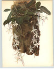 1972 Color Book Plate Framable Orchid Images  Aerangis citratum White Blossoms