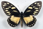 Papilio ascolius daguanus male, Rio Dagua, CO. TOP RARITY!!!