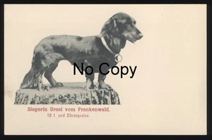 #1425 AK Dackel Langhaardackel Teckel Dachshund Siegerin Ursel vom Frankenwald - Picture 1 of 2