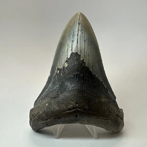 Megalodon Shark Tooth 4.81 Inch - Dagger - Lower Jaw Fossil - Real Teeth 19721 - Picture 1 of 9
