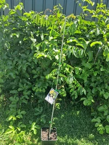 Carambola Starfruit - (Averrhoa carambola) Fruit Tree Plant - Advanced 80z 100cm - Picture 1 of 4