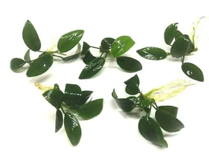 5x Anubias Nana Petite Live Aquarium Aquatic Plants Ideal on Wood Aqua Scaping - Picture 1 of 2