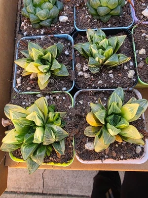 Imported Haworthia Var. succulent 1pc - Image 1 of 3