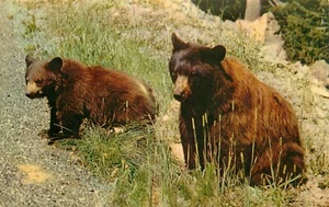 Postal American Black Bear Parque Nacional Grand Teton sin publicar - Imagen 1 de 2