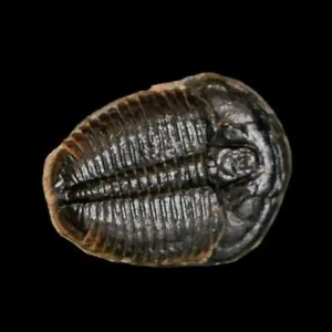 0.7" Elrathia Kingi Trilobite Fossil Utah Cambrian Age 521 Million Years Old COA - Picture 1 of 6