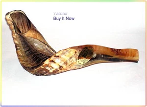 Cuerno Carnero Shofar Judaísmo Israel 50,8cm - Bild 1 von 1