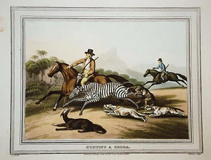 Zebra Jagd Zebrajagd seltener altkolorierter Kupferstich in Aquatinta 1813 - Picture 1 of 1