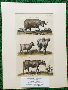 XVII ème - Jonston & Merian Superbe Gravure Mouton Bélier Agneau Pl XXII 1657 - Picture 1 of 1