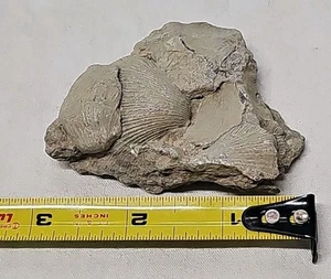 Ancient FOSSIL FORMATION SCALLOP COCKLE SHELL RIVER ROCK South Carolina Find - Picture 1 of 4