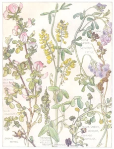 PEAS. Lucerne; Purple Black Medick; Creeping Rest Harrow; Liquorice;Melilot 1907 - Picture 1 of 1