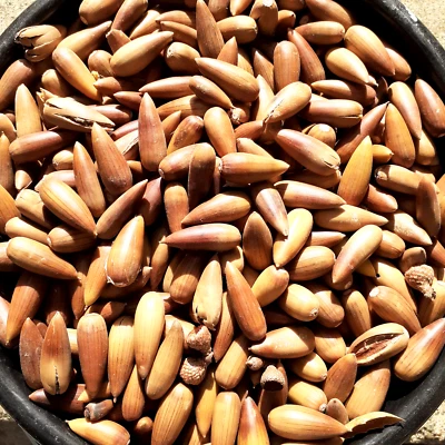 5-100 Seeds 2023 Crop Quercus Agrifolia Acorns CA (Coast) Live Oak - Image 1 of 2