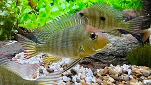 Red Head Tapajos 2", Geophagus Cichlid - Picture 1 of 3